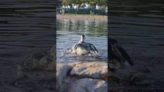 Duck taking Bath    #funny #happyduck #waddle #cute #duck #birds #awesomeduck #animals #little