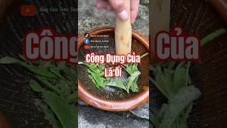 Bạn đã biết công dụng của Lá Ổi chưa?