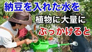 【仰天！】園芸店では教えてくれない納豆のとんでもない活用法　　　【カーメン君】【家庭菜園】【納豆菌】