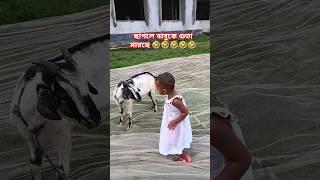 baby fun video buru guru, boro goru #cow #animals #funny #fun #cartoon #goat #funnyclips #love #cow