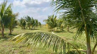 The BIGGEST BREEDING FARM of Coconut, Sweet Elena Carabao Mango and EVIARC Jackfruit in North Luzon