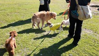 After meeting that woman, I stopped going to the dog run. [Golden Retriever Japan]