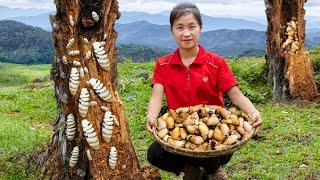 Harvest Coconut Weevils Goes To Market Sell - Daily Work Of Rural Women | Ella Daily Life