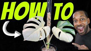 HOW TO PROPAGATE SWISS CHEESE PLANT | MONSTERA ALBO