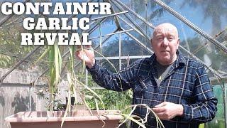 Container Garlic Reveal [Gardening Allotment UK] [Grow Vegetables At Home ]