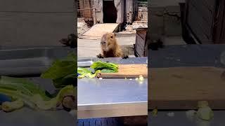 A comer#capybara #capibara #carpincho #EliteBara