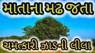 માતા ના મઢ આશાપુરા || કલ્પવૃક્ષ || આ ઝાડ તમારી દરેક ઈચ્છા પૂરી પાડે છે || કચ્છ ગુજરાત ||