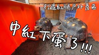 打造戶外紅腿產卵區【九桃分享養爬蟲-《Reptiles》】