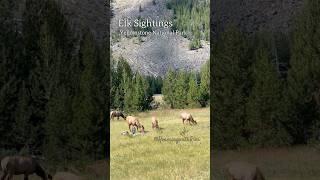 Elk sighting in Yellowstone National Park! #wildlife #travel #shorts #elk