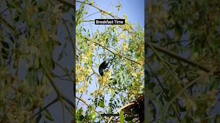 Breakfast on Drumstick tree 🫒 | Purple Sunbird Male | Window Guest Moments | #shorts