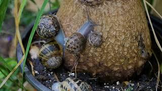 蜗牛的日常（Snail's daily life）