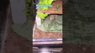 Ящер Цезарь и сезон охоты