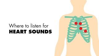 Where to listen for Heart Sounds (Auscultory Areas) - MEDZCOOL