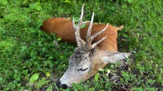 Rehbockjagd in Rumänien / Roebuck hunting in Romania / Bukke jagt i Rumaenien