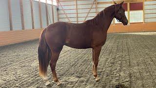 Sampson TF (Barosso x Sir Gregory) 2yo gelding