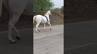 Lakhan choudhary ghodi wale depalpur  m:9826417704 ///9752033103