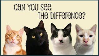 Can You See the Difference? - adopt a cat | Furry Gurus ft. Cole & Marmalade