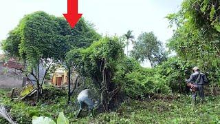 Horror When Trees Cover House What Happened Here | Cutting down trees and clean up house