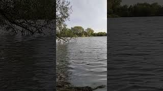 Amazing lake with mesmerising and super relaxing waves and ripples #relaxingnature #lakesidebeauty