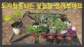 노지월동되는 꽃들을 심어보아요. I planted flowers that overwinter in the garden.