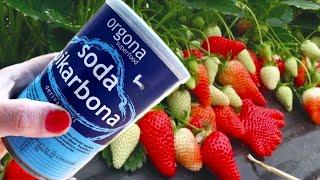 THE BEST ORGANIC SUPPLEMENT FOR STRAWBERRIES! For large and sweet fruits