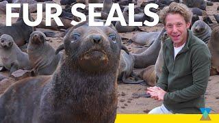 Fur Seal Pups: The Largest Colony in Africa!