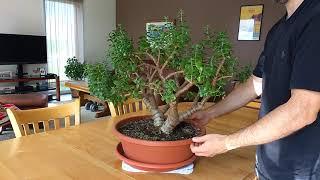 Pruning jade plants (crassula, money plant)