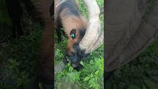  GOAT WITH BIG HORNS (CLOSE UP) #shorts #strejdarukus