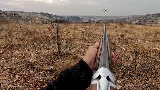 keklik avı  partridge hunting shotkam gen4