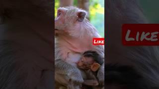 beby Monkey Feeding her Mother #monkey #breastfeeding 