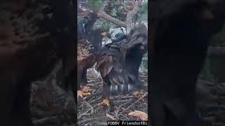 Adorable playful moments Sunny, Gizmo  | 6.1.25 #eagle #wildlife #birds #baldeagle #eaglets #shorts