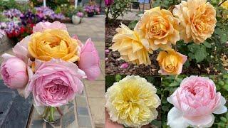 Let's Talk About David Austin Roses (Part2)