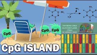 CpG ISLANDS - Promoters, Link to Cancer, X-Chromosome Inactivation