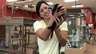    Come with me to Petland Las Vegas! ‍⬛ 