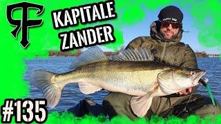 BIG Pikeperch one after the other LIVE BITES | How everyone catches their BIG FISH Pelagic