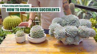 HOW TO GROW HUGE SUCCULENTS - From Beginner to Master | 9 Years Living with Succulents