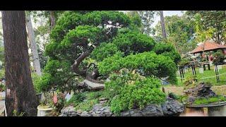 Nhiều  Loại  Cây Cảnh - Bonsai - Đẳng Cấp Đắc Tiền... , Many Kinds of Bonsai - Expensive Class...