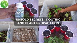 Secret Plant Cuttings Propagation Tips No One Will Tell You!