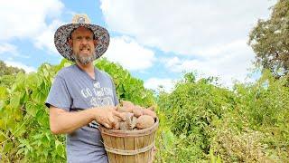  This Jungle is Full of Roots - The Grocery Row Garden Fall RESET!