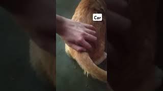 watch me pet a car