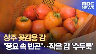 상주 곶감용 감 "풍요 속 빈곤".. 작은 감 '수두룩' (2024.11.04/뉴스데스크/안동MBC)