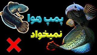 کدوم ماهی ها پمپ هوا نمیخان ؟؟؟