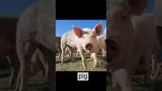 pig compared to human (#shorts