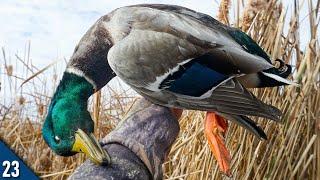 DUCKS Put On A SHOW! | Solo Kayak Duck Hunting