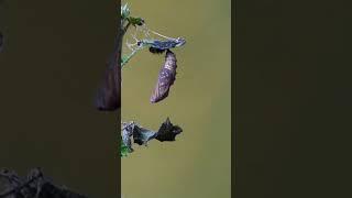 Raupe  zum Schmetterling  | Zeitraffer