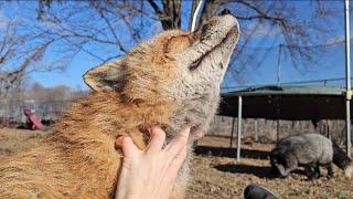 Hanging out with Finnegan Fox and his mates!