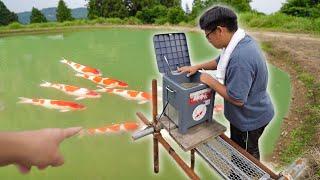 Feeding HUNDREDS of JAPANESE KOI in MUD PONDS at Fish HATCHERY (Shintaro Koi Farm)