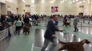 Irish setters compete at the 2018 Erie Kennel Club Dog Show