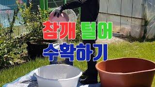 하우스에 말린 참깨 털어 수확하기