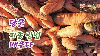 당근 씨앗 파종할 때 요령 듣고 배우다. Learn how to sow carrot seeds.